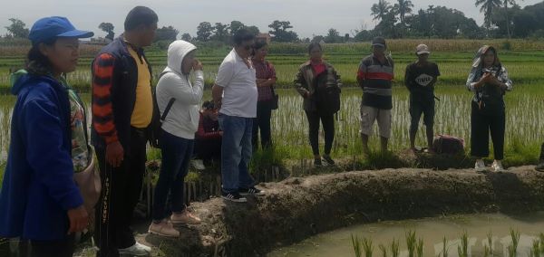 Bhabinkamtibmas Polsek Siantar Marihat Polres Pematangsiantar Bripka Johannes C Siregar (dua kiri) memonitor persiapan program mina padi dan pengecekan percobaan penanaman varietas padi unggul di hamparan persawahan Sianjur, Jl. Sianjur Nauli, Kel. Simarimbun, Kec. Siantar Marimbun, Jumat (1/9).(Waspada-Ist).