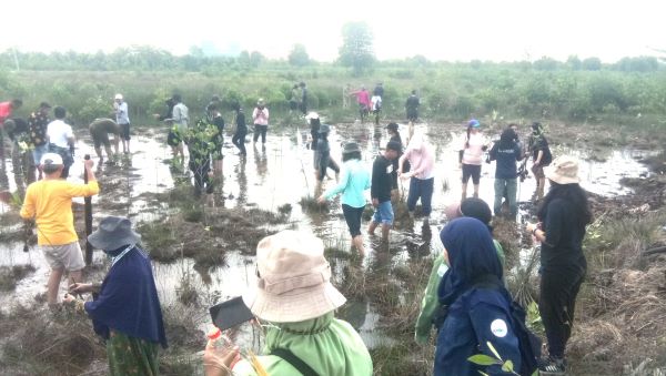 USU berkolaborasi dengan komunitas internasional menanam bakau di kawasan hutan mangrove yang dikelola KTH Peduli Pesisir di Beras Basah. Wasapda/Asrirrais