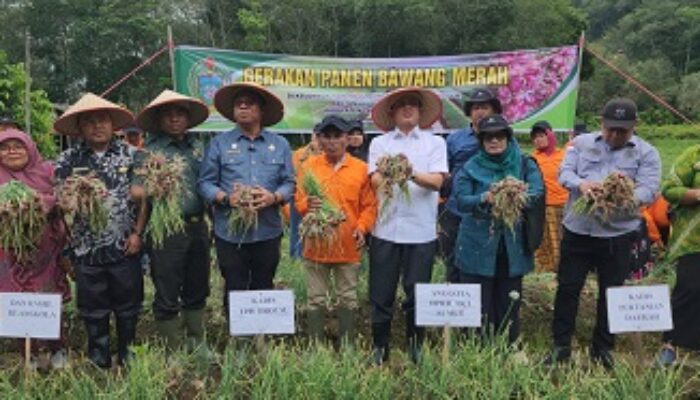 Minim Bibit Dan Areal Tanam, Sumut Defisit 20% Bawang Merah