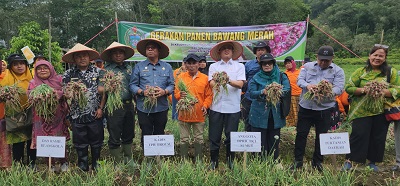 ANGGOTA DPRD Sumut Abdul Rahim Siregar (empat kanan) bersama sejumlah SKPD, kepala desa, tokoh masyarakat, petani dan warga tampak mengangkat bawang merah bersama pada kegiatan Gerakan Panen Raya di Desa Tatengger, Kecamatan Angkola Muaratais 1, Kabupaten Tapanuli Selatan (Tapsel), akhir pekan lalu. Waspada/Ist