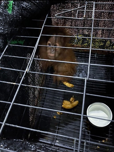 ORANGUTAN yang sering menjadi objek perdagangan ilegal oleh pihak yang tidak bertanggungjawab. Waspada/ist.