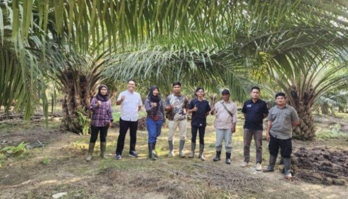 Anak Perusahaan Holding Perkebunan Nusantara III (Persero) Raih Produktivitas Kilogram TBS Tertinggi Terhadap RKAP