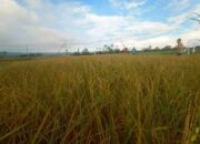 Pasca Hujan Es Di Dairi, Puluhan Ha Tanaman Padi Gagal Panen
