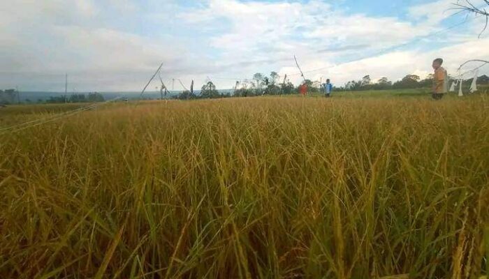 Pasca Hujan Es Di Dairi, Puluhan Ha Tanaman Padi Gagal Panen