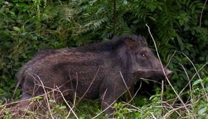 Petani Kayulaut Terluka Diserang Babi Hutan