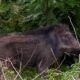 Petani Kayulaut Terluka Diserang Babi Hutan