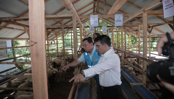 Dukung Peternak Milenial, PLN Peduli Serahkan Bantuan Ke Kelompok Ternak Insani Farm