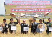 Pj Bupati Aceh Besar Panen Perdana MT Gadu