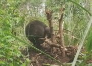 Beruang Madu Terperangkap Jerat Babi Di Pintu Rime Gayo