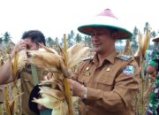 Penjabat Bupati Agara Panen Jagung Perdana