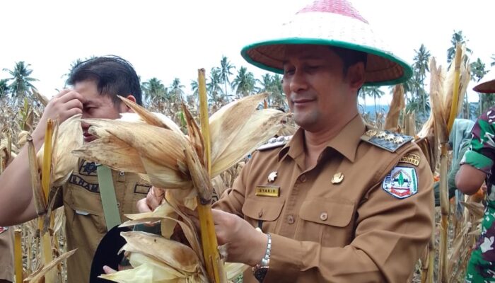 Penjabat Bupati Agara Panen Jagung Perdana