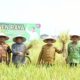 BUPATI Deliserdang H.Ashari Tambunan (2 kiri) dan Wakil Bupati HM Ali Yusuf Siregar (2 kanan) saat panen raya di Desa Wonosari Kecamatan Tanjungmorawa, Jum'at (6/10). (Waspada/Khairul K Siregar/B)