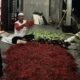 Kadis Tanaman Pangan H Kuatno menunjukkan hasil panen tanaman cabai dan terong di Lahan Pertanian Kecamatan Gunung Meriah, baru-baru ini. WASPADA/Ist