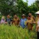 Asisten Perekonomian dan pembangunan Sekdako Binjai Joko Waskitono S Pd sedang menghadiri panen raya di Kelurahan Cengkeh Turi Binjai Utara.(Waspada/Ist)