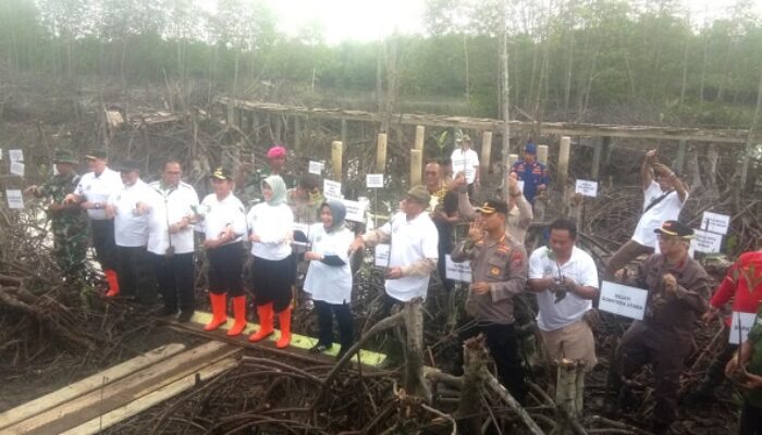 Plt Gubsu Miris Melihat Kondisi Hutan Mangrove Di Langkat
