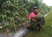 Petani Singkil Gencar Budidayakan Sayuran Kurangi Ketergantungan Pasokan
