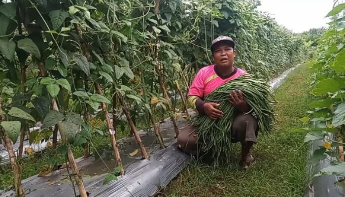 Petani Singkil Gencar Budidayakan Sayuran Kurangi Ketergantungan Pasokan