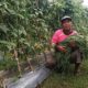 Penyuluh Pertanian Aceh Singkil Safrizal saat panen sayur-sayuran di lahan pertanian kelompok tani binaannya, di Desa Suka Makmur Kecamatan Gunung Meriah. WASPADA/Dok.PAS