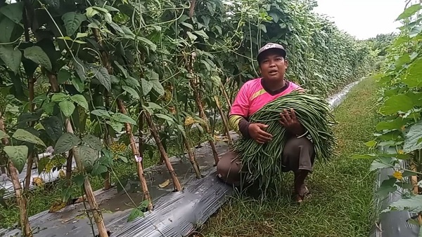Penyuluh Pertanian Aceh Singkil Safrizal saat panen sayur-sayuran di lahan pertanian kelompok tani binaannya, di Desa Suka Makmur Kecamatan Gunung Meriah. WASPADA/Dok.PAS