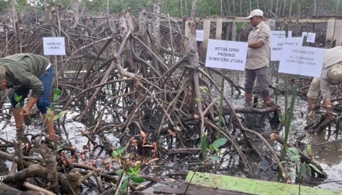Hukum Lemah Penyebab Konversi Hutan Mangrove Di Langkat Merajalela