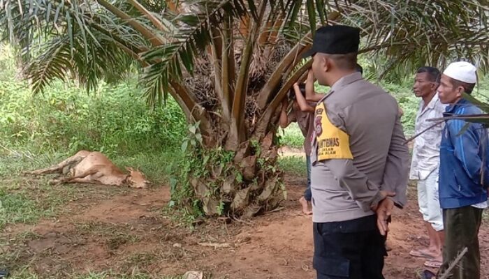 Lagi, Harimau Mangsa Lembu