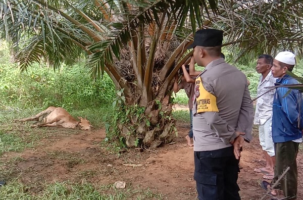 Polisi bersama warga mengamati bangkai sapi yang mati akibat diterkam harimau sumatera di Gampong Panton Rayeuk T, Banda Alam, Aceh Timur, Rabu (18/10). Waspada/H Muhammad Ishak