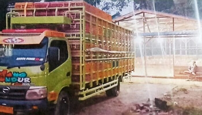 Warga Protes Kandang Penampungan Ayam Broiler Di Desa Faekhu 