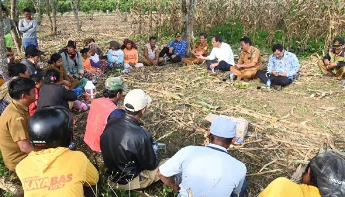 Jagung Berbuah Manis, Poktan Terimakasih Kepada Pemerintah