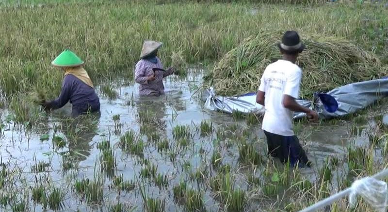 Banjir, Sawah Di 2 Kecamatan Rusak