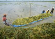 Lahan persawahan padi sawah. Waspasa/Ist