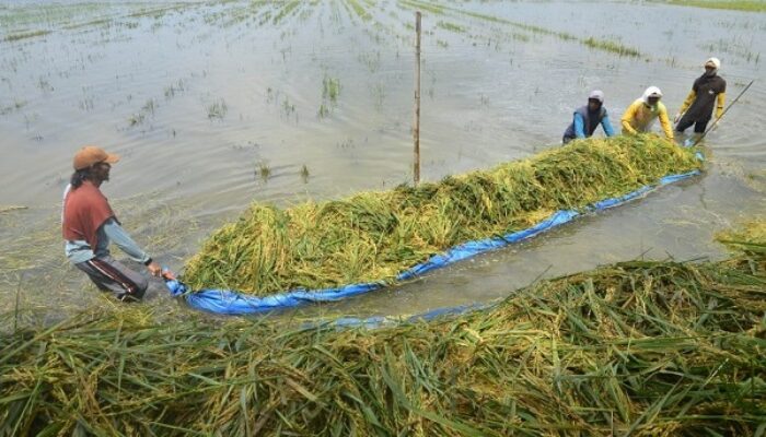 Banjir, Sawah Di 2 Kecamatan Rusak