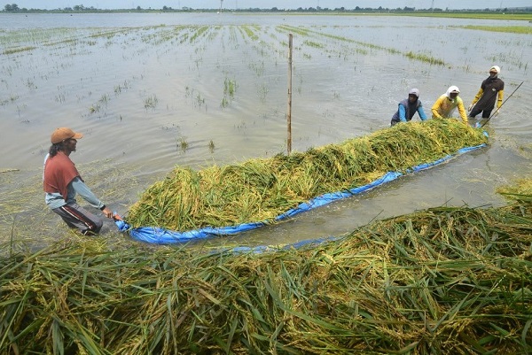 Lahan persawahan padi sawah. Waspasa/Ist