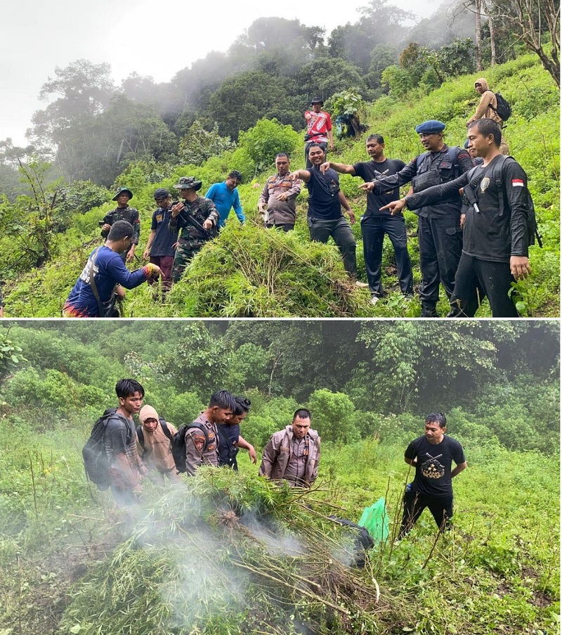 1 Ha Ladang Ganja Tak Bertuan Di Tor Sihite 1 Ha Ladang Ganja Tak Bertuan Di Tor Sihite