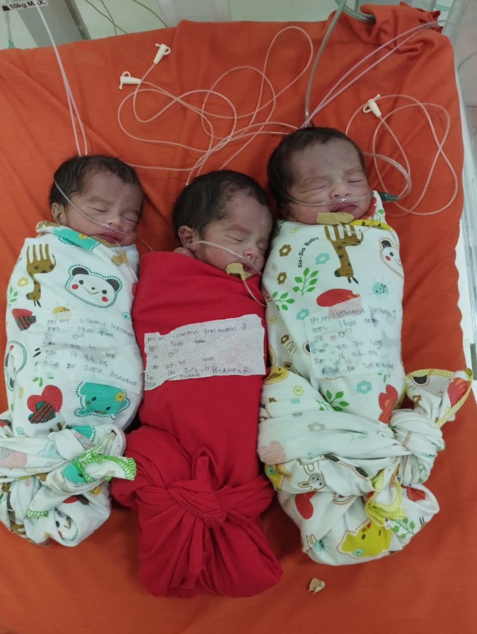 Viral, Bayi Kembar Tiga Di Hari Pahlawan