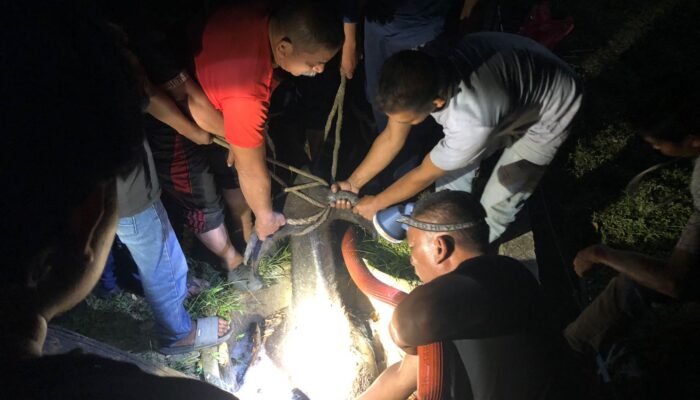 Petugas BPBD Aceh Besar Evakuasi Kerbau Dalam Sumur