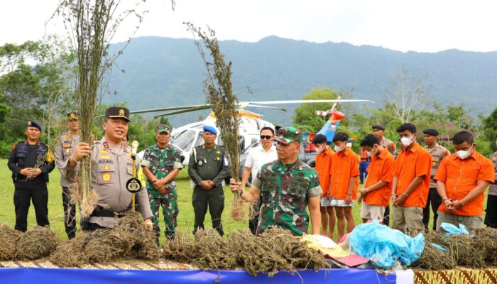 150 Ha Ladang Ganja Ditemukan Di Madina