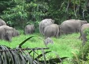 Tercatat 15 Rumah Yang Rusak Diamuk Gajah