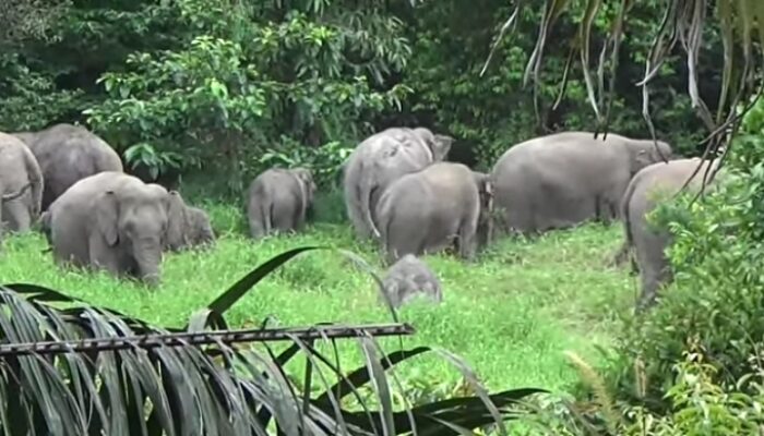 Tercatat 15 Rumah Yang Rusak Diamuk Gajah
