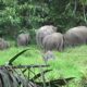 Tercatat 15 Rumah Yang Rusak Diamuk Gajah