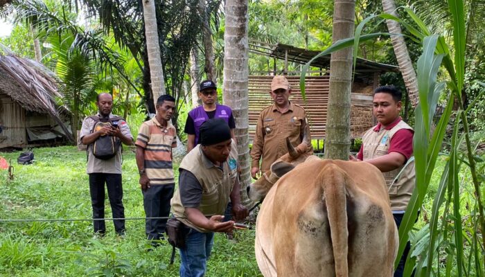Kadistan Aceh Besar Imbau Peternak Waspadai PMK