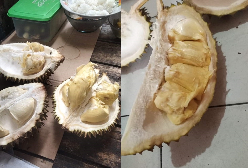 Durian Mandailing Natal mulai musim di Madina. Dibelah di "markas" SMSI Madina Perumahan Cemara, Desa Sipapaga, Kec. Panyabungan. Pilih durian putih atau kuning? Waspada/Irham H. Nasution