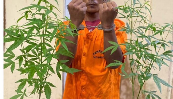 Tanam Ganja Di Rumahnya, Seorang Pria Diamankan Polisi 