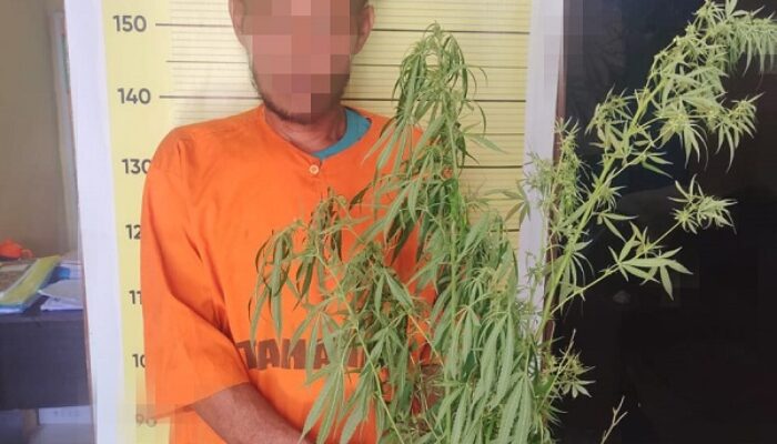Tanam Ganja Di Ladang, Pemiliknya Diringkus