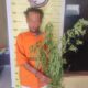 Pemilik tanaman ganja, DLL, 44 , warga Huta Tambang 1, Dusun Toruan, Desa Parbubu Pea, Kecamatan Tarutung di tahan Satuan Narkoba Polres Taput untuk di proses hukum, Senin (20/11). Waspada/ist