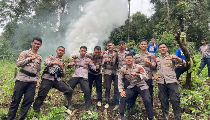 Kapolres Madina Pimpin Musnahkan 5 Ha Ladang Ganja