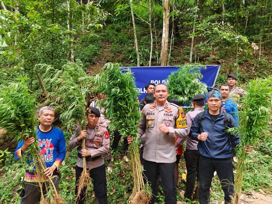 Kapolres Madina Pimpin Musnahkan 5 Ha Ladang Ganja