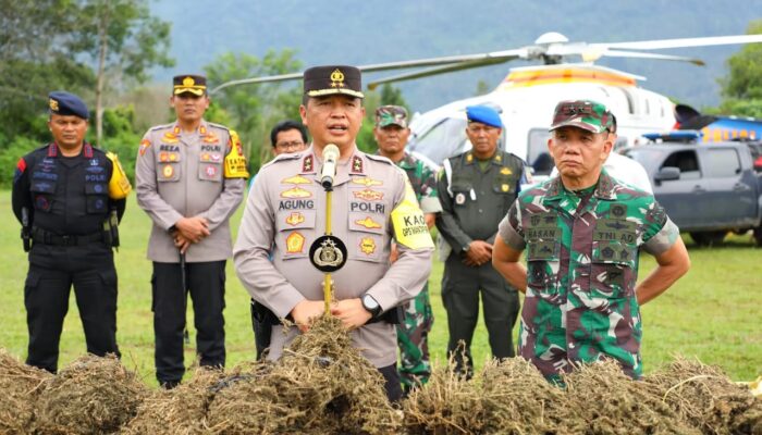 Sudah Ratusan Ha Ladang Ganja Ditemukan Dan Dimusnahkan Di Madina