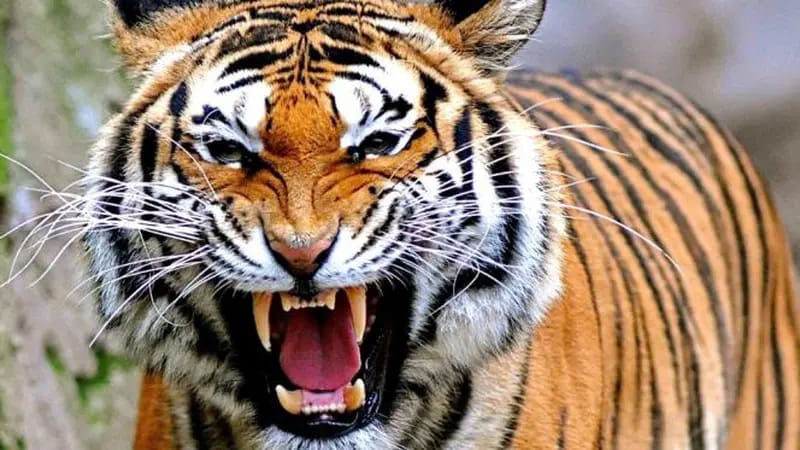 Penyadap Karet Jumpa Harimau, Mengaum 2 Kali Tampakkan Gigi