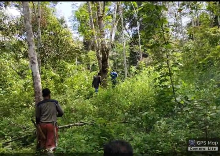 Penyadap Karet Jumpa Harimau, Mengaum 2 Kali Tampakkan Gigi