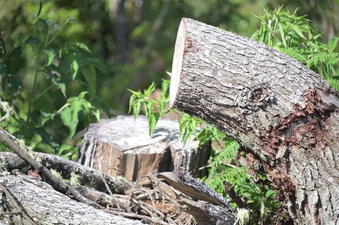 Longsor Di Baktiraja Humbahas Diduga Akibat Illegal Logging